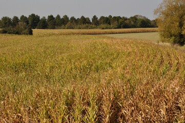 A Corn field in Brittany