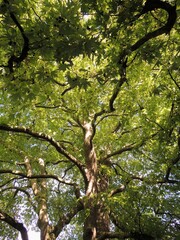 looking up through the branches of a green leafed tree