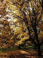 Close up detail of autumnal coloured trees and branches
