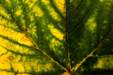 Autumn leaf close-up. rich color background