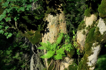 Fern growing on tree