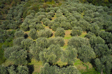 Italian olive tree gardens. Aerial view of olive trees. Top view of the olive tree plantation.