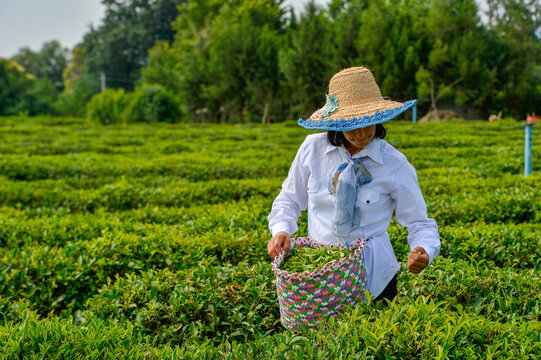 Gathering of tea. Lankaran/ Azerbaijan/01 july 2020