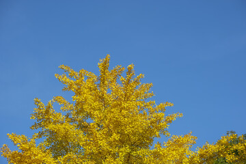 Fototapeta premium Ginkgo autumn foliage also known as the maidenhair tree in geneva, Switzerland