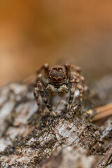 Jumping spider (Salticidae) sitting on a wooden trunk. Cute small brown spider in its habitat. Spider portrait with soft orange background. Wildlife scene from nature. Czech Republic