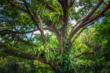 Fototapeta na wymiar Beautiful tropical tree with ferns and moss 