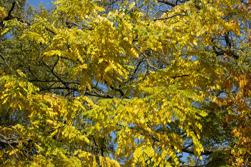 autumn leaves in the Bastions parc in Geneva, Switzerland