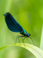 Banded demoiselle (Calopteryx splendens) sitting on a blade of grass. Beautiful blue demoiselle in its habitat. Insect portrait with soft green background. Wildlife scene from nature. Czech republic