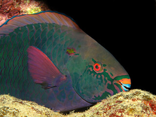Bridled Parrotfish (Scarus frenatus). Taking in Red Sea, Egypt.