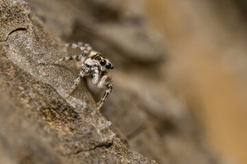 Zebra spider (Salticus scenicus) sitting on a tree. Cute small colorful jumping spider in its habitat. Spider portrait with soft brown background. Wildlife scene from nature. Czech Republic