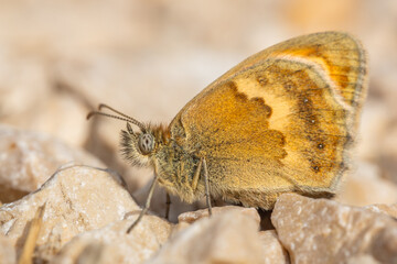 Small heath (Coenympha pamphilus) sitting on the ground. Cute small orange butterfly in its habitat. Insect portrait with soft white background. Wildlife scene from nature. Czech Republic