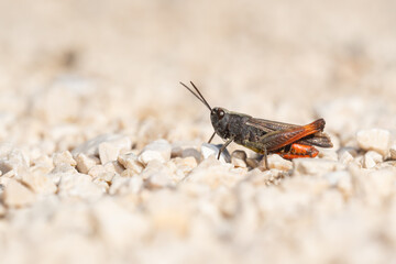 Bow-winged grasshopper (Chorthippus biguttulus) sitting on the ground. Cute small colorful bug in its habitat. Insect portrait with soft white background. Wildlife scene from nature. Czech Republic