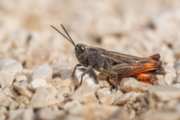 Bow-winged grasshopper (Chorthippus biguttulus) sitting on the ground. Cute small colorful bug in its habitat. Insect portrait with soft white background. Wildlife scene from nature. Czech Republic