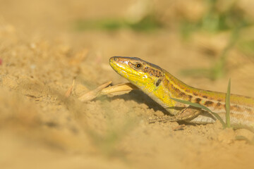 Italian wall lizard (Lacerta siculus) sitting on the ground. Beautiful green and blue lizard in its habitat. Reptile portrait with soft brown background. Wildlife scene from nature. Czech Republic