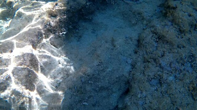 View of the diplodus is a genus of fish in the family Sparidae 