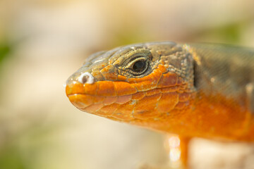 Dalmatian wall lizard (Podarcis melisellensis) sitting on a rock. Beautiful orange lizard in its habitat. Lizard detailed portrait with soft grey background. Wildlife scene from nature. Croatia