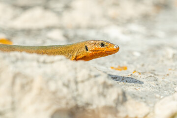 Dalmatian wall lizard (Podarcis melisellensis) sitting on a rock. Beautiful orange lizard in its habitat. Lizard detailed portrait with soft grey background. Wildlife scene from nature. Croatia