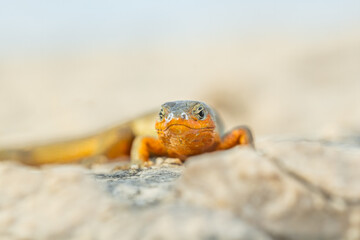 Dalmatian wall lizard (Podarcis melisellensis) sitting on a rock. Beautiful orange lizard in its habitat. Lizard detailed portrait with soft grey background. Wildlife scene from nature. Croatia