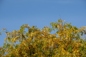 autumn foliage in the parc of Bastions in Geneva, switzerland