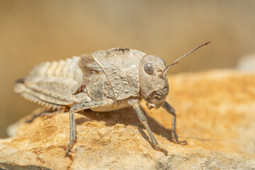 Eastern Stone Grasshopper (Prionotropis hystrix) sitting on a rock. Yellow  insect in its habitat. Insect detailed portrait with soft background. Wildlife scene from nature. Croatia