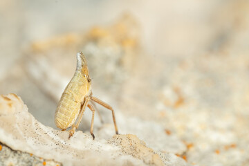 Long-nosed planthopper (Dictyophara) sitting on a rock. Beautiful yellow insect in its habitat. Insect portrait with soft grey background. Wildlife scene from nature. Croatia