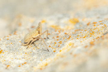 Long-nosed planthopper (Dictyophara) sitting on a rock. Beautiful yellow insect in its habitat. Insect portrait with soft grey background. Wildlife scene from nature. Croatia