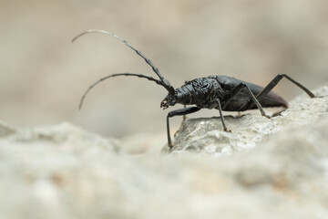 Musk beetle (Aromia moschata) sitting on a rock. Beautiful black bug in its habitat. Insect portrait with soft grey background. Wildlife scene from nature. Croatia