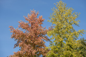 Fototapeta premium autumn foliage of the Beautiful, vibrant Autumn leaves on the Liquidambar tree, commonly called sweetgum gum, redgum, satin-walnut, or American storax in a park in Geneva, Switzerland