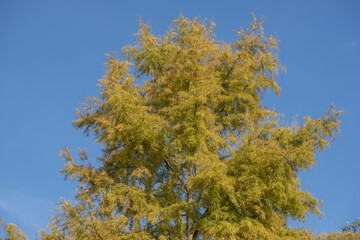autumn foliage of the Beautiful, vibrant Autumn leaves on the Liquidambar tree, commonly called sweetgum gum, redgum, satin-walnut, or American storax in a park in Geneva, Switzerland