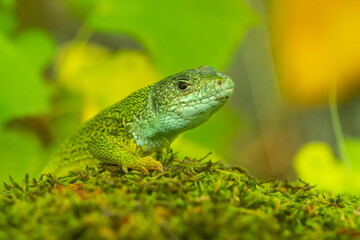 European green lizard (Lacerta viridis) sitting on the ground. Beautiful green and blue lizard in its habitat. Reptile portrait with soft brown background. Wildlife scene from nature. Czech Republic