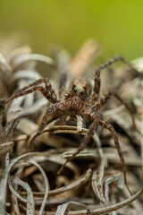 Wolf spider (Acantholycosa lignaria) sitting on a rock. Cute small brown spider in its habitat. Spider portrait with soft brown background. Wildlife scene from nature. Czech Republic
