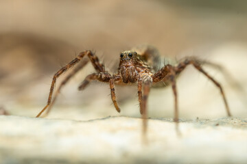 Wolf spider (Acantholycosa lignaria) sitting on a rock. Cute small brown spider in its habitat. Spider portrait with soft brown background. Wildlife scene from nature. Czech Republic