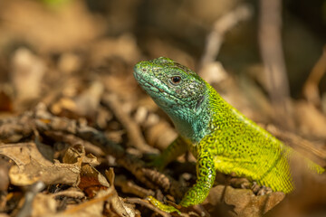 European green lizard (Lacerta viridis) sitting on the ground. Beautiful green and blue lizard in its habitat. Reptile portrait with soft brown background. Wildlife scene from nature. Czech Republic