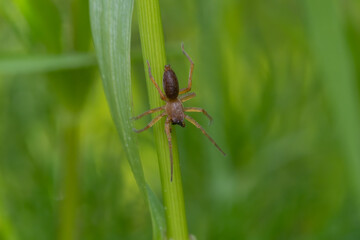 Sac spider (Clubiona) sitting in the grass. Small brown spider in its habitat. Insect detailed portrait with soft green background. Wildlife scene from nature. Czech Republic