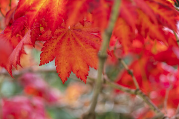 Close-up of graceful red leaves of Japanese Maple, Acer palmatum Atropurpureum tree in a park of geneva, Switzerland