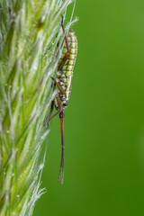 Leptopterna dolabrata (Miris dolabratus) sitting on a plant. Yellow  insect in its habitat. Insect detailed portrait with soft green background. Wildlife scene from nature. Czech Republic