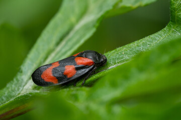 Froghopper (Cercopis vulnerata) sitting in the grass. Small black and red bug in its habitat. Insect detailed portrait with soft green background. Wildlife scene from nature. Czech Republic