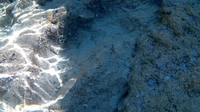 View of the diplodus is a genus of fish in the family Sparidae