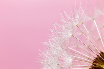Dandelion on a pink background with copy space.