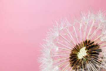 Dandelion on a pink background with copy space.