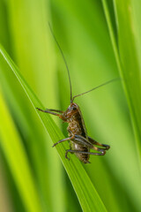 Dark bush-cricket nyph (Pholidoptera griseoaptera) sitting on a leaf. Tiny brown cricket in its habitat. Insect detailed portrait with soft black background. Wildlife scene from nature. Czech Republic