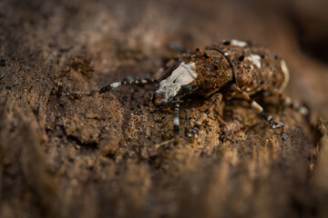 Fungus weevil (Platystomos albinus) sitting on a wooden trunk. Brown and white beetle in its habitat. Insect detailed portrait with soft brown background. Wildlife scene from nature. Czech Republic