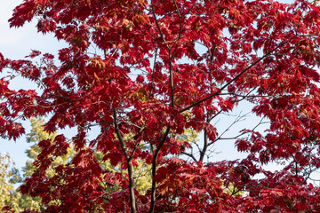 Close-up of graceful red leaves of Japanese Maple, Acer palmatum Atropurpureum tree in a park of geneva, Switzerland