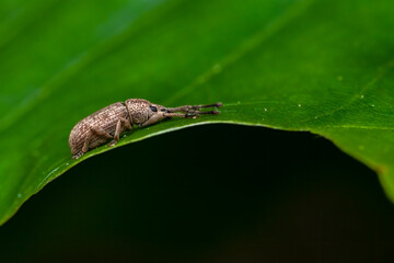 Weevil beetle (Curculionidae) sitting on a leaf. Tiny brown bug in its habitat. Insect detailed portrait with soft black background. Wildlife scene from nature. Czech Republic
