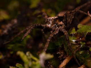 Thin-legged wolf spider (Pardosa sp.) sitting on the ground. Scary brown spider in its habitat. Insect detailed portrait with soft background. Wildlife scene from nature. Czech Republic