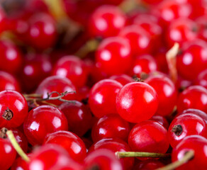 Ripe juicy red currant berries. Selective focus