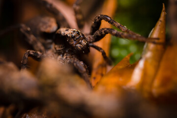 Thin-legged wolf spider (Pardosa sp.) sitting on the ground. Scary brown spider in its habitat. Insect detailed portrait with soft background. Wildlife scene from nature. Czech Republic