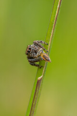 Jumping spider (Salticidae) sitting on a blade of grass. Cute small brown spider in its habitat. Insect detailed portrait with soft green background. Wildlife scene from nature. Czech Republic