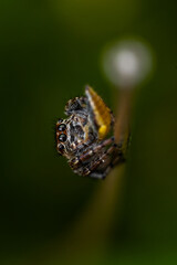 Jumping spider (Salticidae) sitting on a blade of grass. Cute small brown spider in its habitat. Insect detailed portrait with soft green background. Wildlife scene from nature. Czech Republic