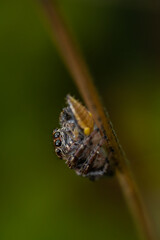 Jumping spider (Salticidae) sitting on a blade of grass. Cute small brown spider in its habitat. Insect detailed portrait with soft green background. Wildlife scene from nature. Czech Republic